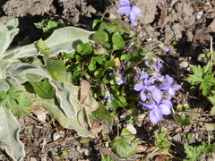 Viola × bavarica