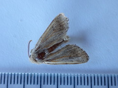 Orthosia cruda