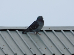 Columba livia domestica