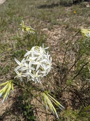 Amsonia longiflora