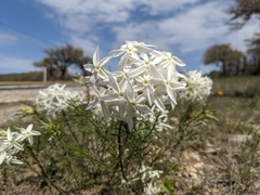Amsonia longiflora