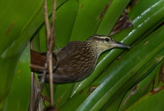 Cichlocolaptes leucophrus