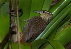 Cichlocolaptes leucophrus