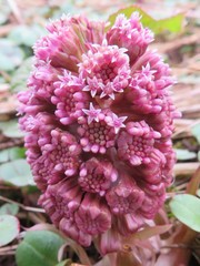 Petasites hybridus