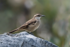 Cinclodes pabsti espinhacensis