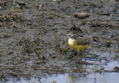 Motacilla flava iberiae