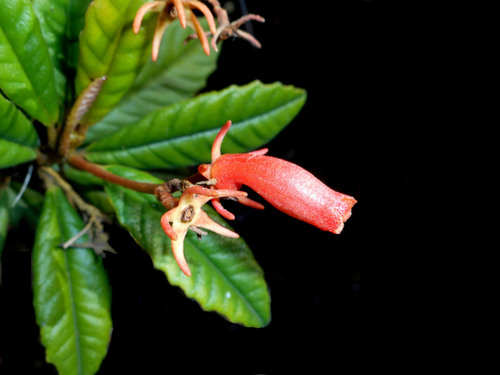 Gesneria duchartreoides