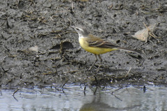Motacilla flava iberiae