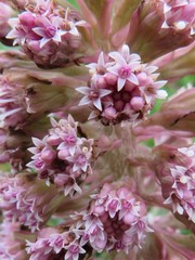 Petasites hybridus