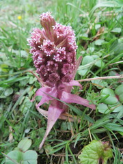 Petasites hybridus