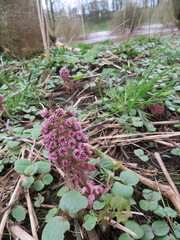Petasites hybridus