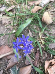 Scilla vindobonensis