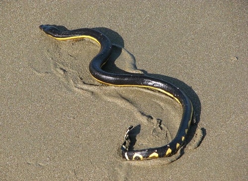Yellow-bellied Sea Snake