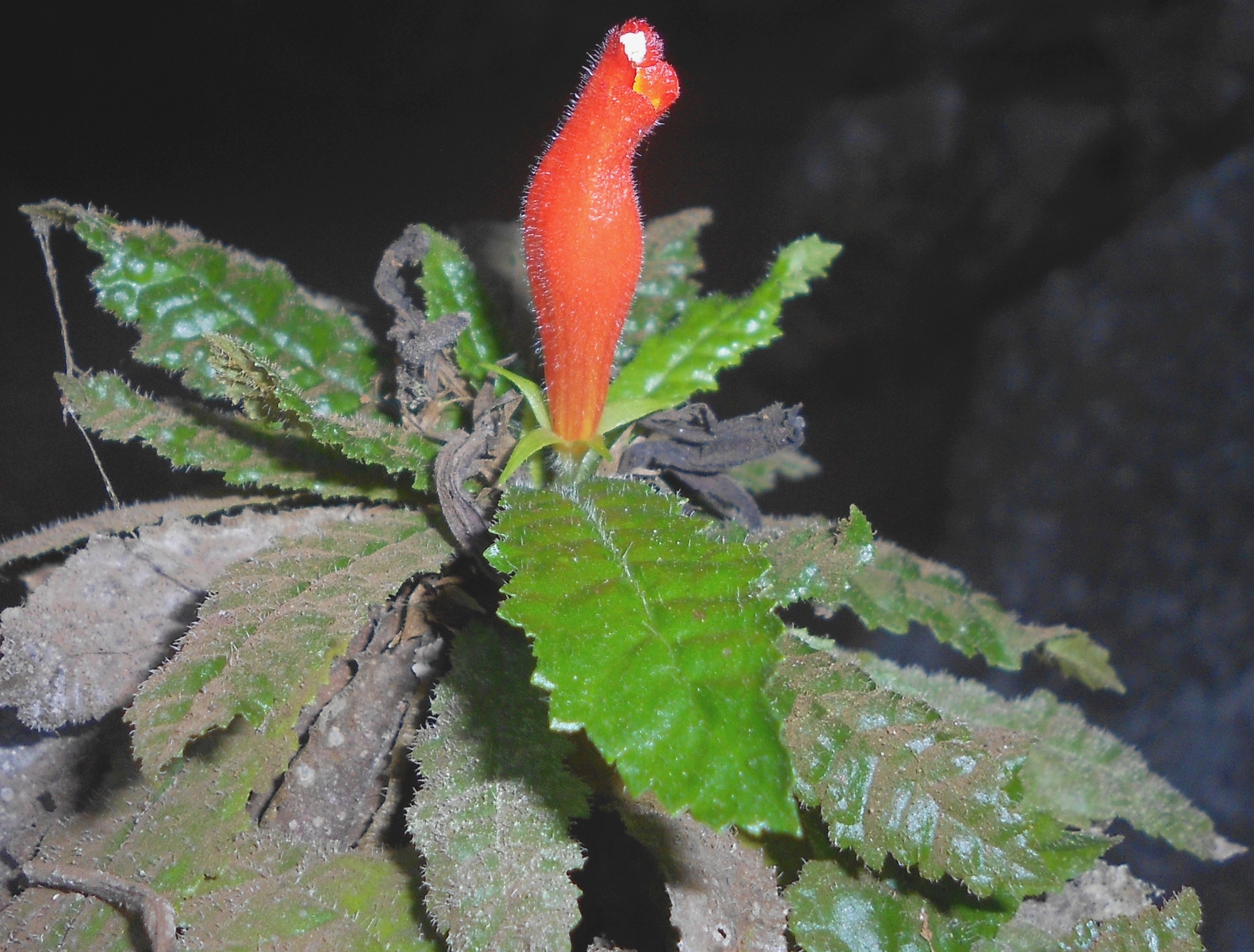 Gesneria libanensis
