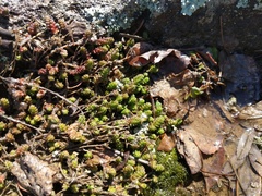 Sedum acre