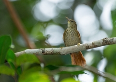 Cranioleuca gutturata