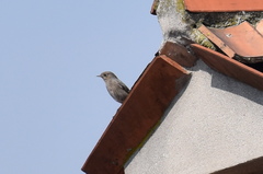 Phoenicurus ochruros