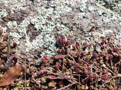 Sedum acre