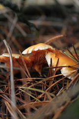 Hygrophoropsis aurantiaca image