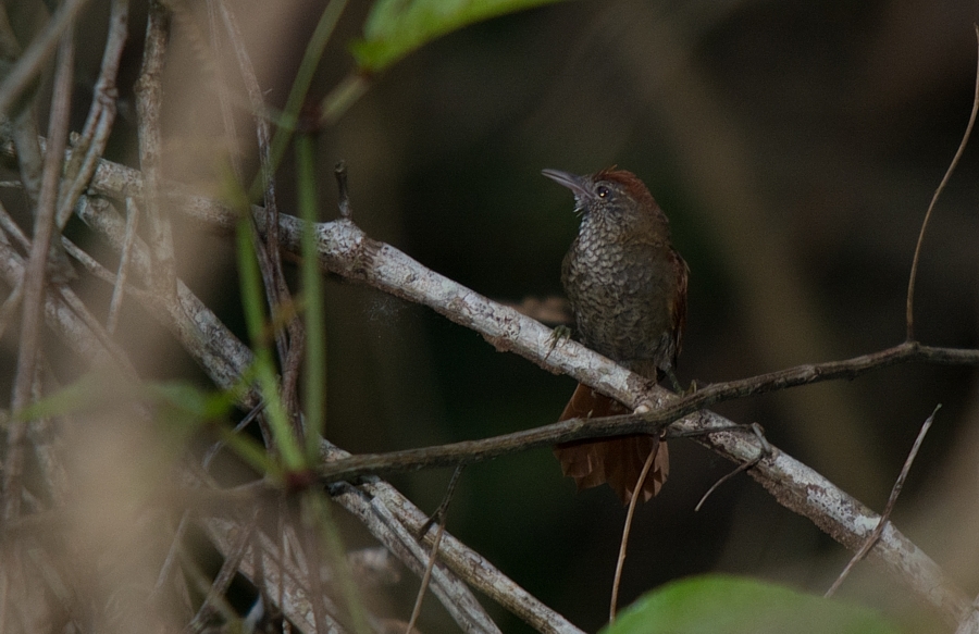 Scaled Spinetail illustration