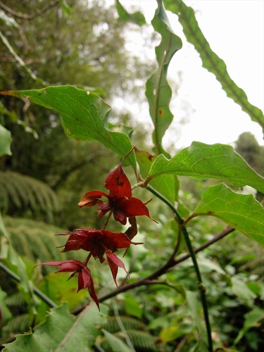 Himalayan honeysuckle