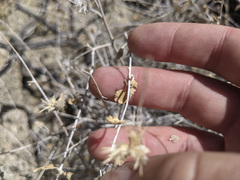 Brickellia desertorum