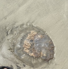 Rhizostomatoidea
