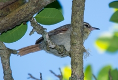 Cranioleuca obsoleta