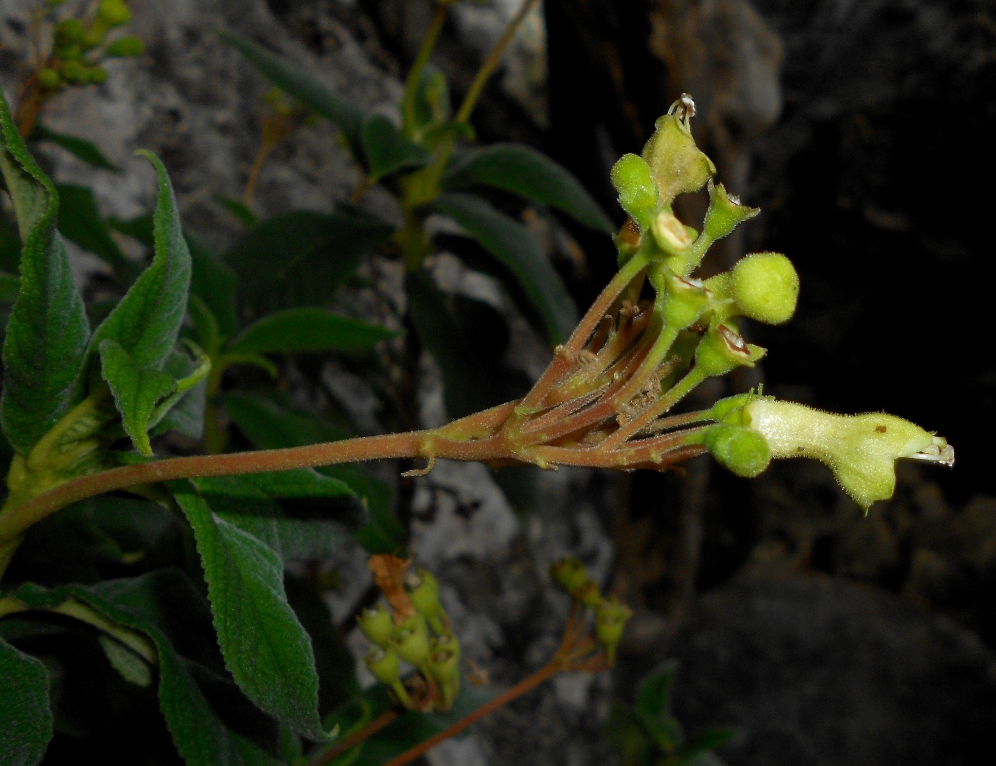 Rhytidophyllum minus