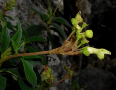 Rhytidophyllum minus