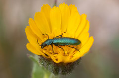 Psilothrix viridicoerulea