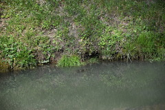 Trachemys scripta elegans