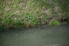 Trachemys scripta elegans