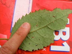 Epelidochiton piperis