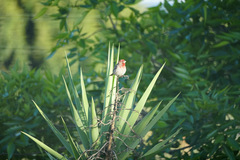 House Finch