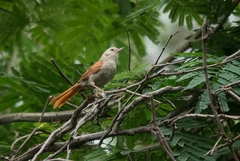Cranioleuca semicinerea