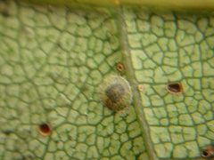 Epelidochiton piperis