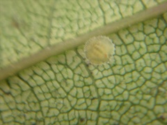 Epelidochiton piperis