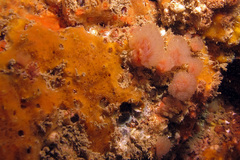 Morchellium argus