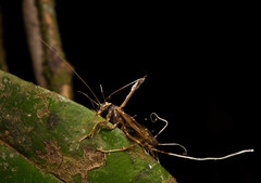 Ophiocordyceps humbertii