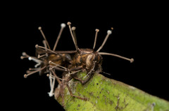 Ophiocordyceps humbertii