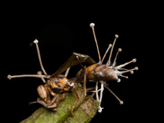 Ophiocordyceps humbertii