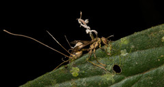 Ophiocordyceps humbertii