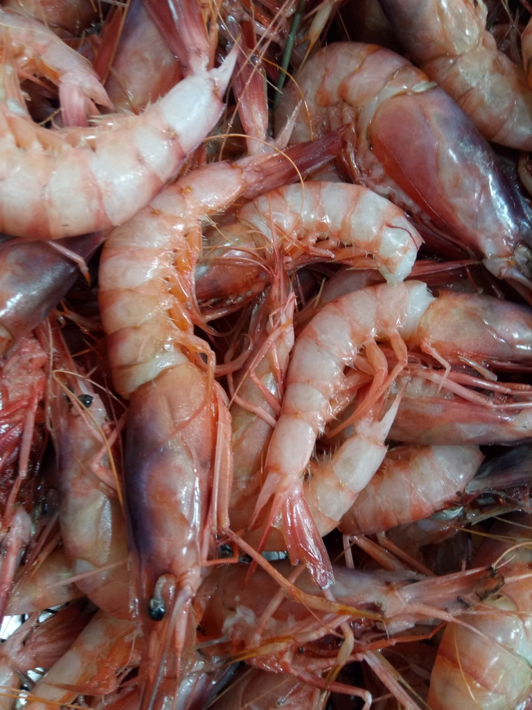 Blue and red shrimp