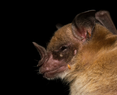 Phyllostomus discolor