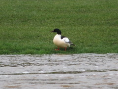 Mergus merganser
