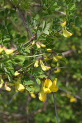 Hippocrepis emerus emerus