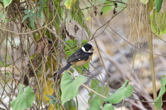 Sporophila torqueola