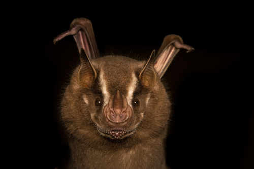 Artibeus lituratus