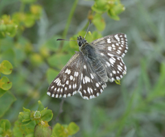 Muschampia cribrellum